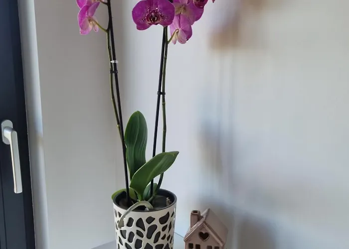 Dom wakacyjny Okno Na Raj Całoroczne